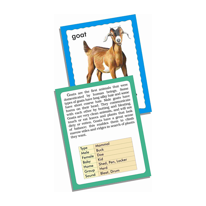 Creative's- Discover Animals (Jumbo Flash cards)